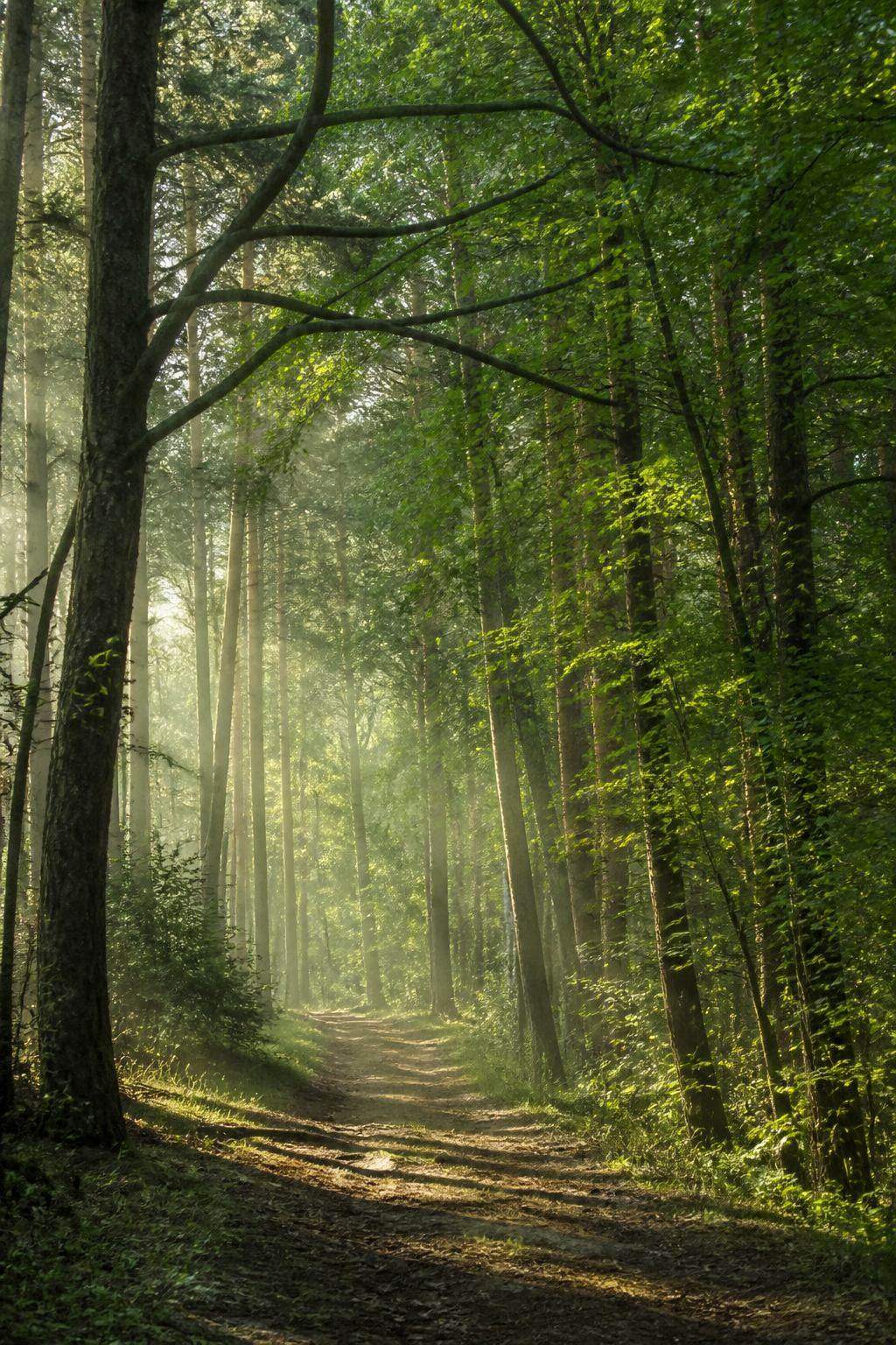 Lichter Darßwald mit Kiefern, Buchen und sandigem Weg Richtung Küste