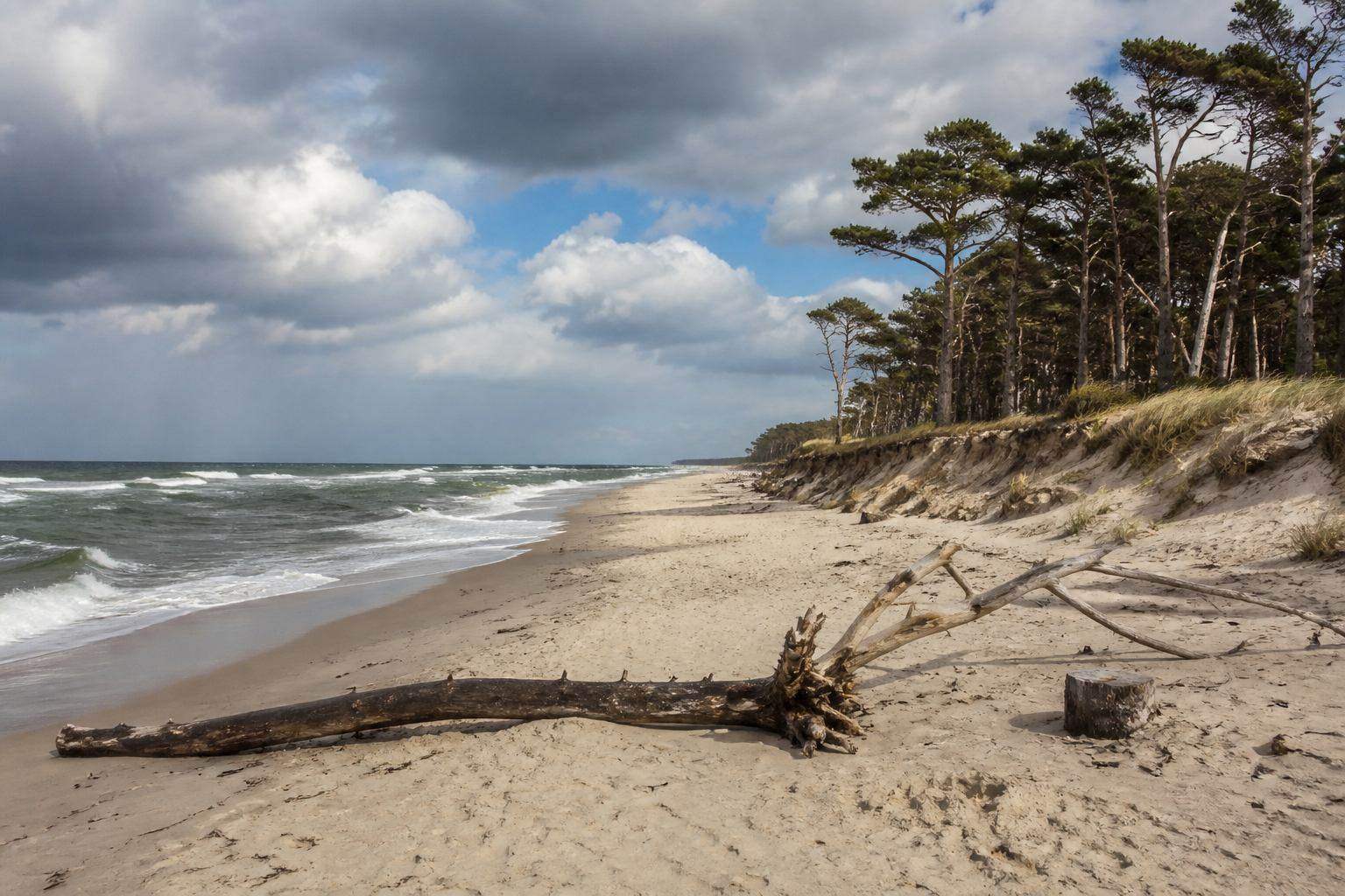 Wilder Weststrand mit Brandung, Treibholz und windgeformten Kiefern
